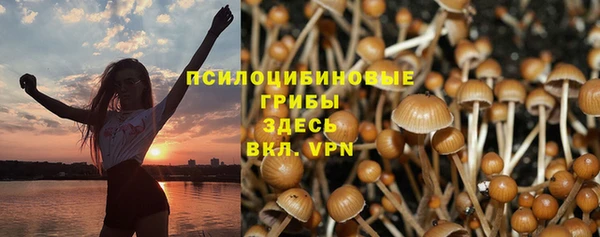 сатива Елизово